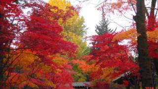 平林寺の紅葉　2016