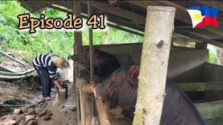 FEEDING OUR NATIVE PIGS | NATIVE PIG FARMING PHILIPPINES | LIFE IN THE PHILIPPINES COUNTRYSIDE