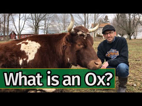 What is the sound of an ox?