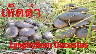 เห็ดดำ,Lyophyllum Decastes,เห็ดไก่ทอด, @PoohDamคนรักเห็ดดำ