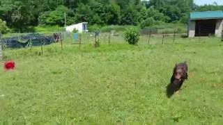 Anna's 3rd herding lesson - July 6, 2016