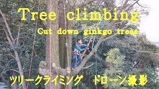 ツリークライミング・ドローン4K撮影　Tree climbing drone 4K shooting