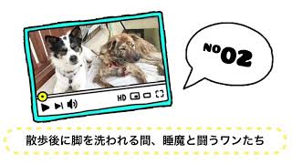 【犬21頭飼い】睡魔と必死に闘う犬【#02】#多頭飼い #保護犬 #バリ #ぱんはな家の日常