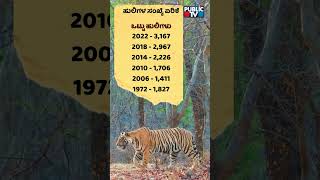 ಹುಲಿ ಯೋಜನೆಗೆ ಸುವರ್ಣ ಸಂಭ್ರಮ | Bandipur National Park | Public TV