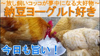 納豆ヨーグルト好き鶏～庭で放し飼いニワトリが夢中で食べる大好物の食事会～