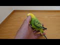 飛べない鳥はうちのポポちゃん セキセイインコ 鳥 ペット