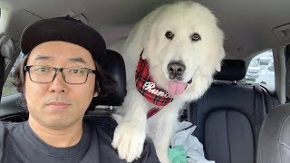 車内待機にすっかり飽きてしまったルンルンです　Great Pyrenees　グレートピレニーズ