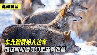 东北狼群给人拉车，路过司机遵守约定送肉报答，怎么回事