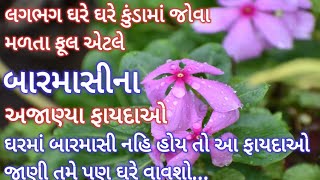 બારમાસીના ફાયદાઓ- સદાબહાર ફૂલના ફાયદા- Sadabahar na Fayda- Barmasi na fayda