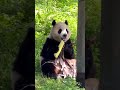 福猪猪告诉你为什么这么可爱 에버랜드 愛寶樂園 fubao everland 大熊貓 강바오 giantpanda 福宝 fubao 福寶 푸바오