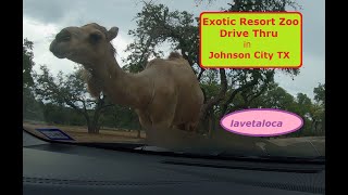 Exotic Resort Zoo Drive thru, Johnson City Texas. fun animal adventure