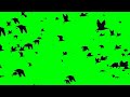 Летящие птицы на зелёном фоне flying birds on a green background chromakey