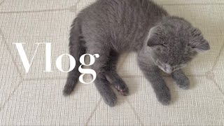 【ご報告】子猫お迎え🪞モーニングルーティン