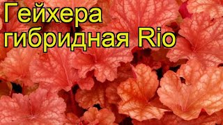 Гейхера гибридная Рио (Rio). Краткий обзор, описание характеристик, где купить саженцы