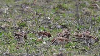 Ringmus newest Schiphol 20190312