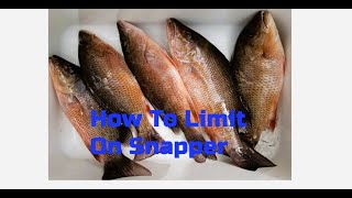 How To Limit On MANGROVE SNAPPER using The best BAIT