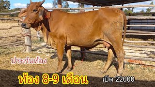 เปิดราคาวัวท้อง ใกล้คลอด (9ม.ค.68)บ.สหกรณ์นิคม อ.ปทุมราชวงศา จ.อำนาจเจริญ