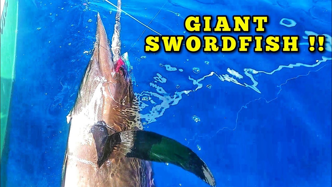 Catching Swordfish At Rebecca Dawson Blog