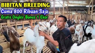 Jual Kambing Termurah Siap Kirim Sampai Tempat Gratis Ongkir