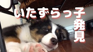 子犬のイタズラ【Australian Shepherd】オーストラリアンシェパード｜パピー｜puppy