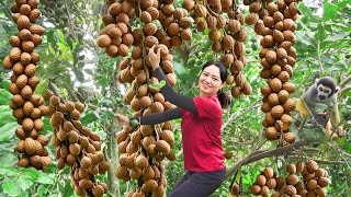 Harvesting Fresh Macadamia Nuts-Top Most Expensive Fruits,How To Dry Macadamia Go To The Market Sell