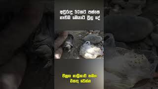 අවුරුදු 50කට පස්සෙ නෑවම මෙයාට වුනු දේ 😥