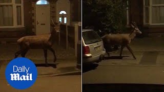 Bizarre moment deer spotted taking stroll down street in Birmingham - Daily Mail