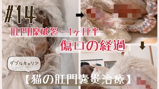 【闘病について】#14 肛門腺破裂～1ヶ月半の治療経過。【猫の肛門嚢炎】【ダブルキャリア】