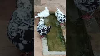 TigerKing pigeon សត្វព្រាបធំៗល្អណាស់🕊️😍#pigeon #kingpigeon#petlover #shortsvideo