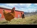 Chickens enjoying spring at Farm Sanctuary