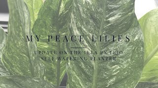 My Peace Lilies (Spathiphyllum) and Quick Update on the IKEA PS Fejo Self Watering Planter