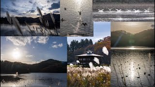 【大山 下池の生き物たち】 in 鶴岡/山形県_紅葉とカモ・白鳥たちの越冬の地