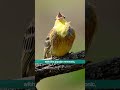 The Yellowhammer's Memorable Song - Bird Sounds #shorts