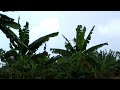 Shamba Shape Up Sn 11 - Ep 12: Climate Change (Swahili)