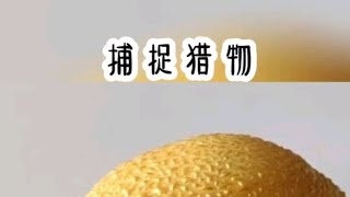 铭《捕捉猎物》小说推文 #小说 #小说推荐