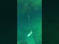 【魚突き】岩の隙間からクエが出てくる❓　 spearfishing shorts