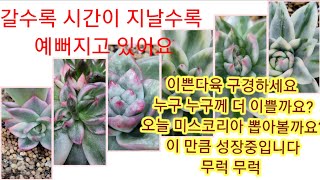 1월 9일 이쁜 다육들 선보여요 이 만큼 성장중요 잘하고 있지요