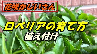 【花】ロベリアの育て方・植え付け