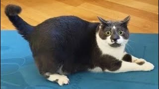 Funny animals - Funny cats / dogs - Funny animal videos 232