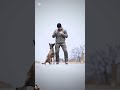 k9 dog military workingk9 k9protection dogtraining tiptopk9