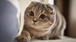 Милые Коты - Смешные Милые Котики Видео - Приколы с Милыми Котиками/ Amazing Cute Cat Video