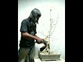 Permak Batang, Wiring, dan Repoting Bahan Ampelas Putih / Rampelas Ficus Ampelas