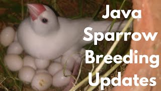 Java sparrow breeding update/Tamil