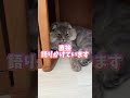 あなたの心に直接語りかけています🐈 shorts 猫 cat