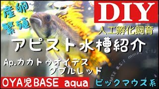 【アクアリウム／繁殖】Ap.カカトゥオイデス人工孵化してみた！