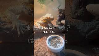 ［66］ぶっとびデュビアな時間#shorts #フトアゴヒゲトカゲ #reptile