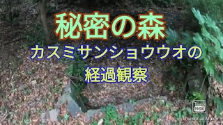 【北九州ガサガサ】秘密の森でカスミサンショウウオの経過観察