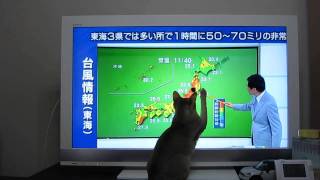 猫と天気予報