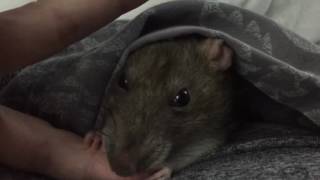 My Rats Constantly Groom Me! Pet Rat Love ❤️ (pet rat videos)