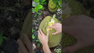 This is a mushy jackfruit variety  It’s much softer than other jackfruit varieties you